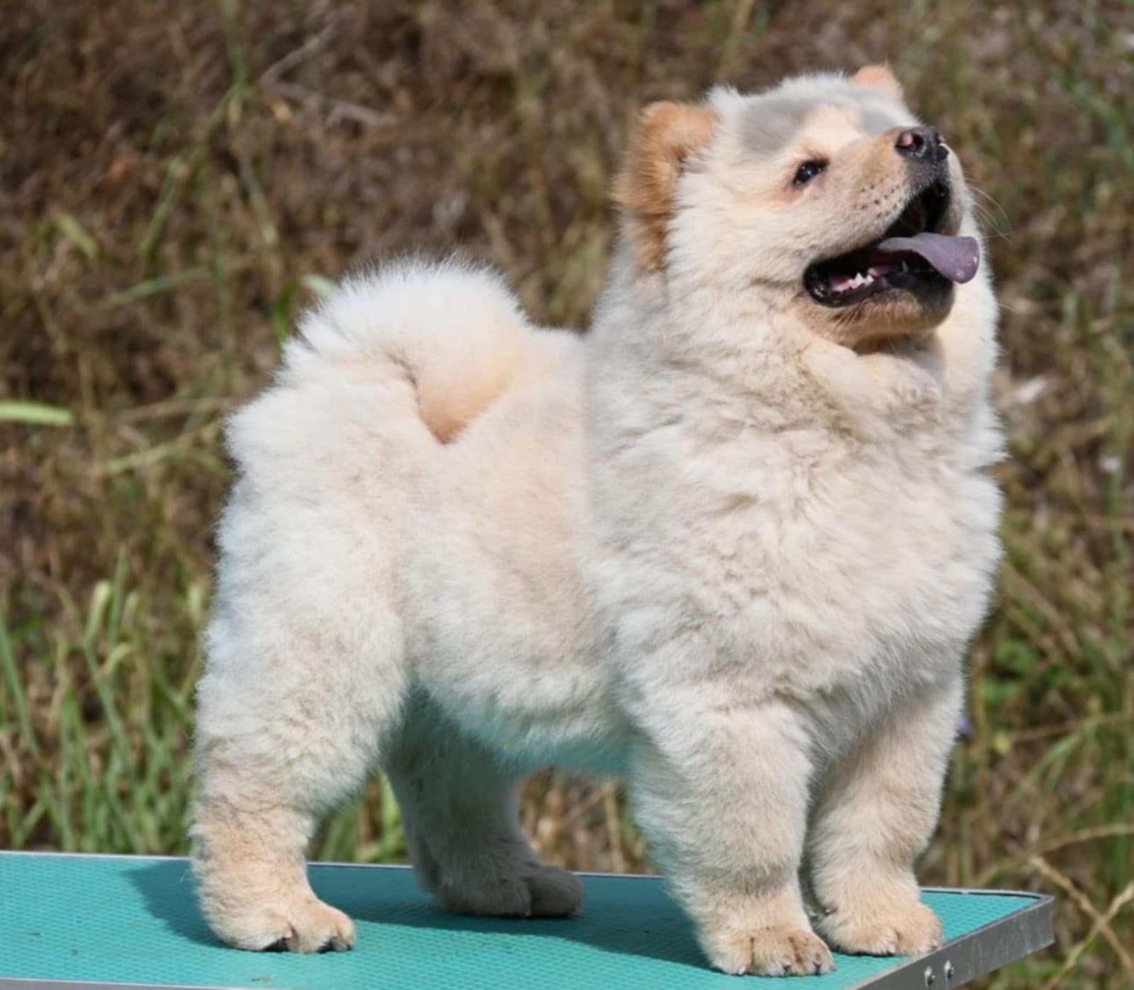 Chow Chow Cau Cau Čau Čau