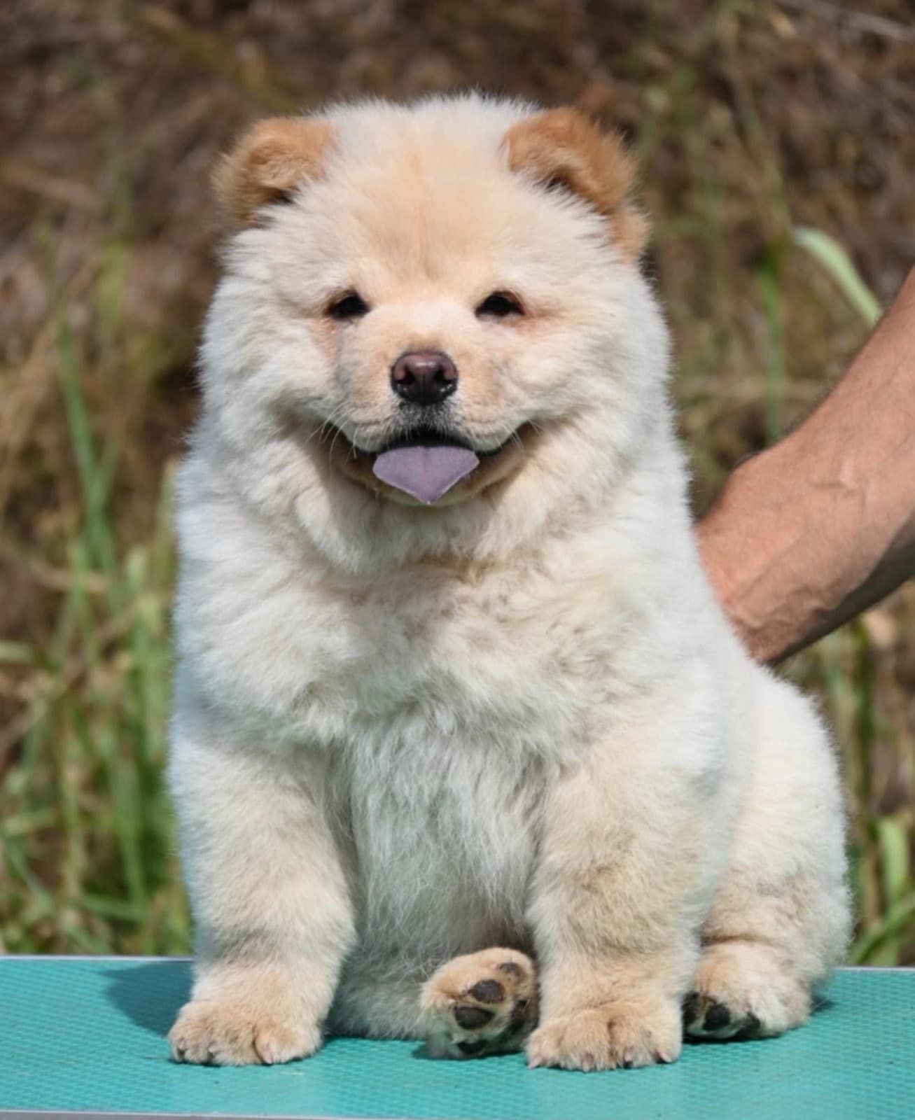 Chow Chow Cau Cau Čau Čau