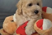 Pudle i Maltipoo štenci