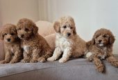 Pudle i Maltipoo štenci