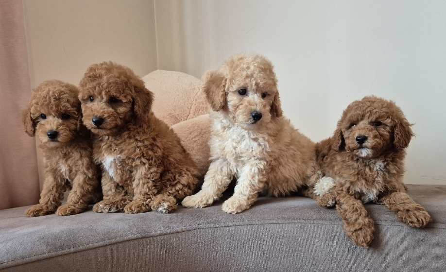 Pudle i Maltipoo štenci