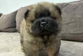 Čistokrvni CHOW-CHOW štenci