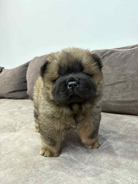 Čistokrvni CHOW-CHOW štenci