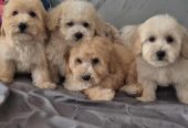 Pudle i Maltipoo štenci