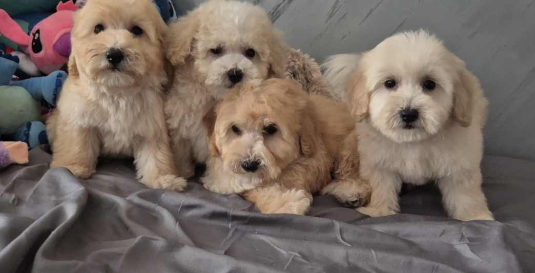 Pudle i Maltipoo štenci