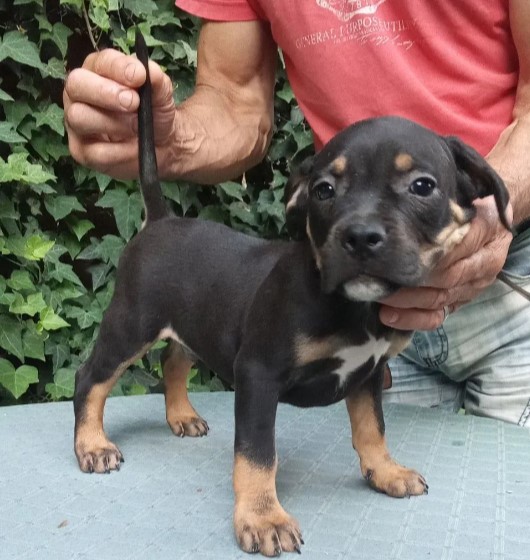 American bully