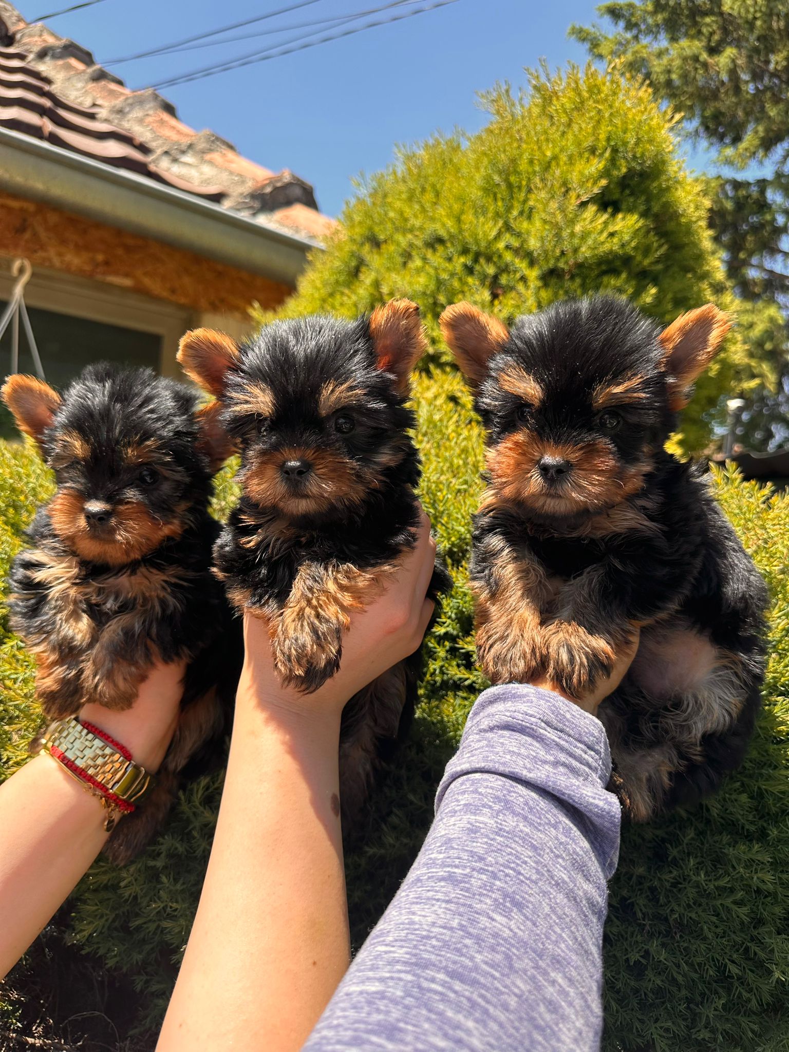Na prodaju štenci jorkširskog terijera
