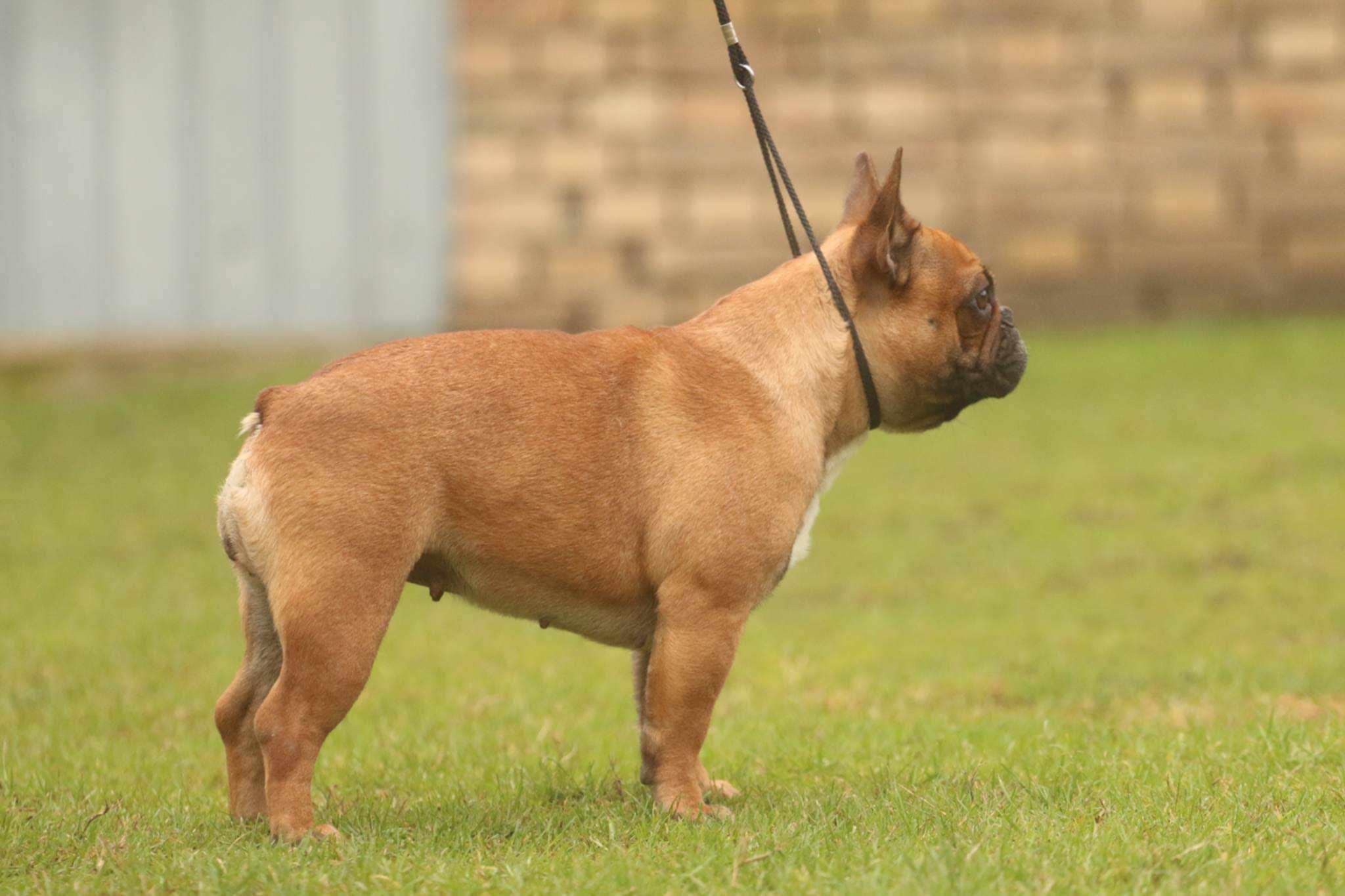 Francuski Bulldog Od Kuce Don