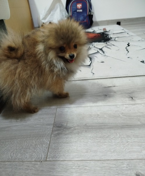 Prelepi Bo medvedici