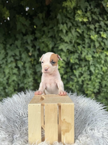 Američki Stafordski Terijer štenci vrhunskog porekla