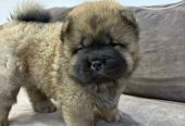 Čistokrvni CHOW-CHOW štenci