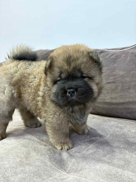 Čistokrvni CHOW-CHOW štenci