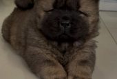 Čistokrvni CHOW-CHOW štenci