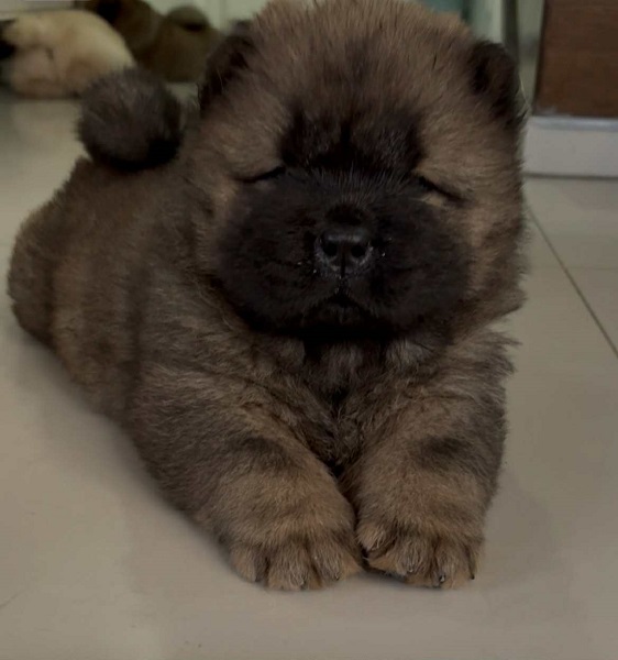 Čistokrvni CHOW-CHOW štenci