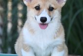 Velski korgi/Welsh Corgi Pembroke