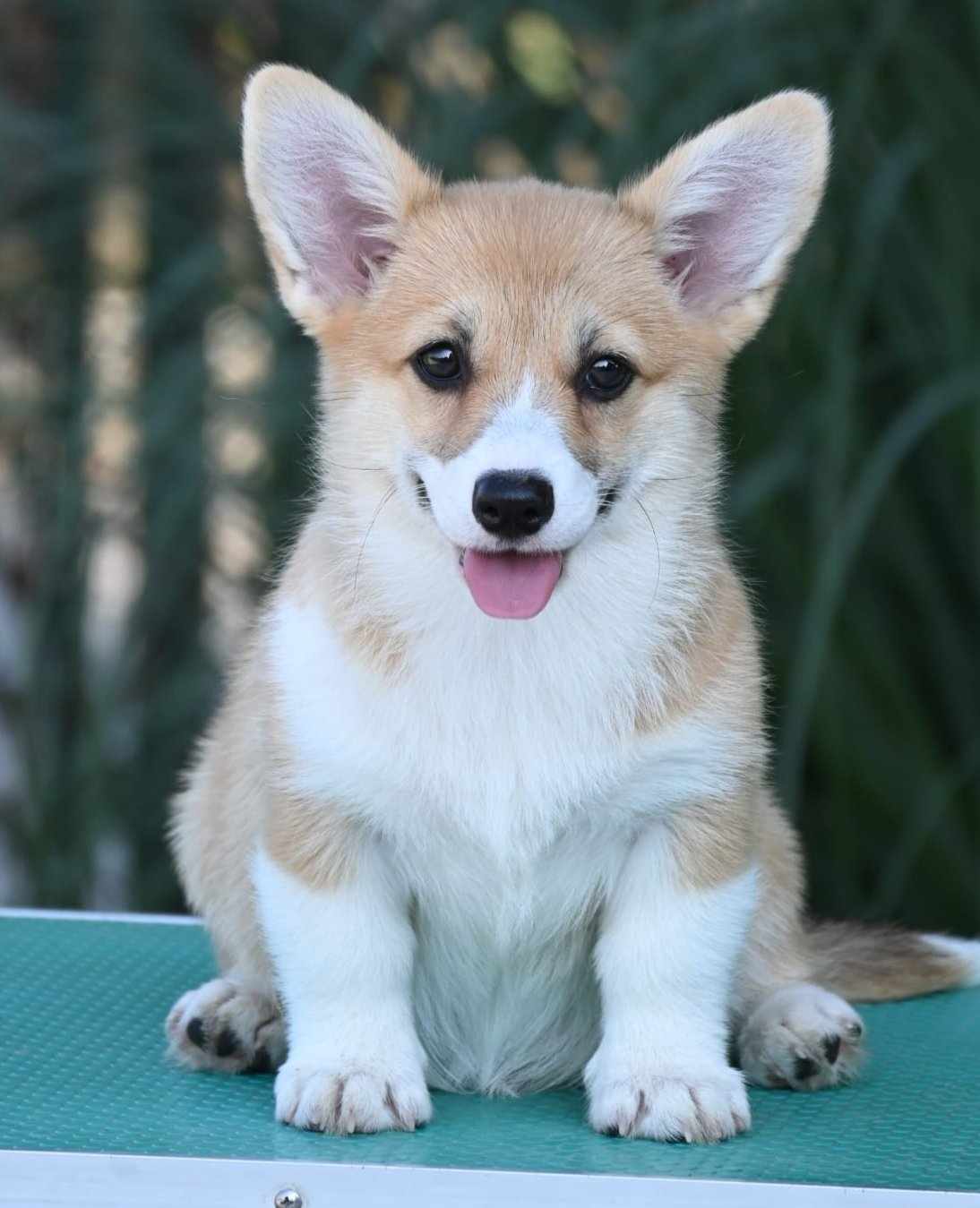 Velski korgi/Welsh Corgi Pembroke
