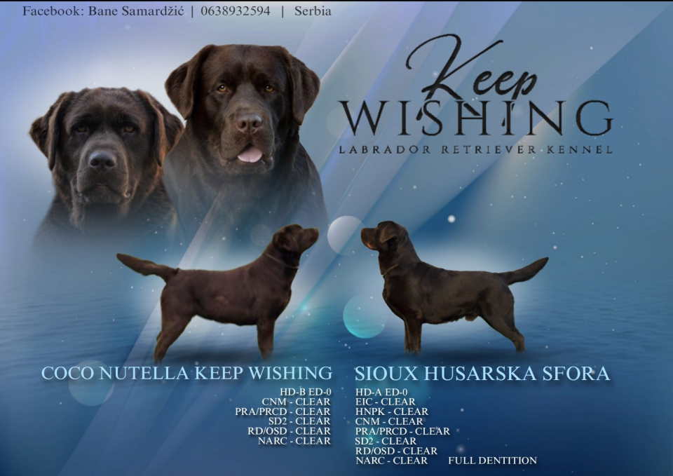 Labrador retriver, vrhunski čokoladni štenci