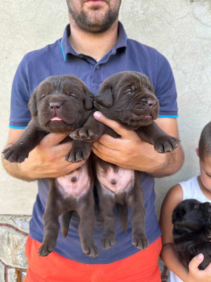 Labrador retriver, vrhunski čokoladni štenci