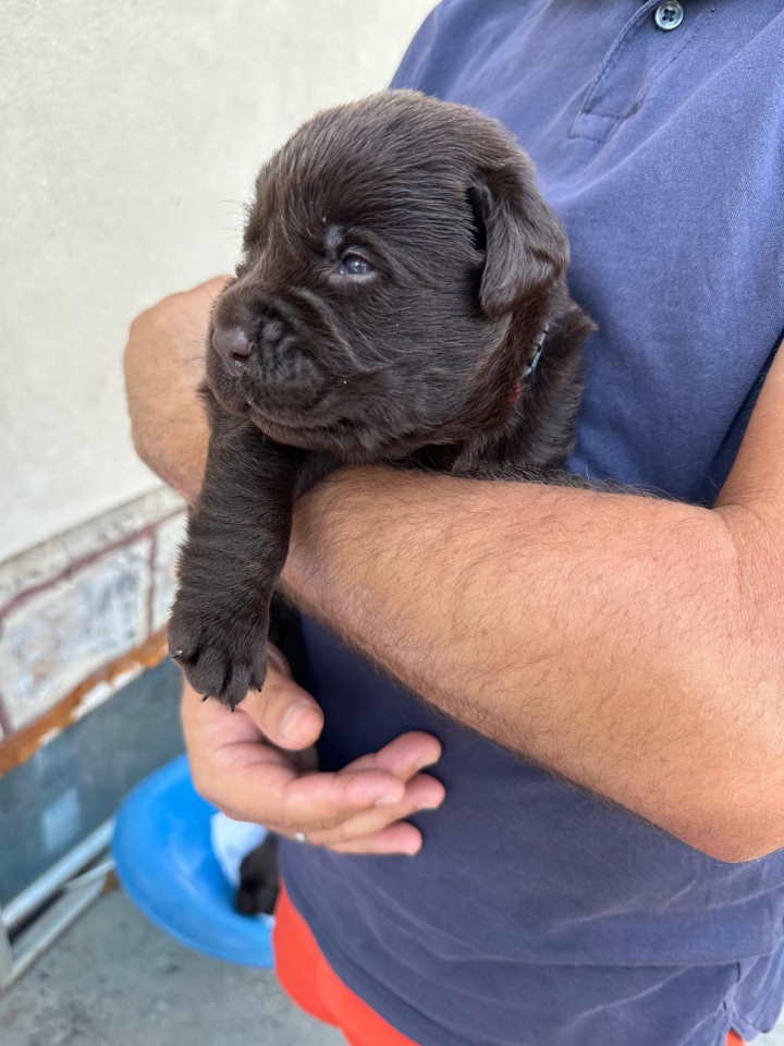 Labrador retriver, vrhunski čokoladni štenci