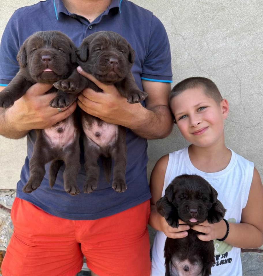 Labrador retriver, vrhunski čokoladni štenci