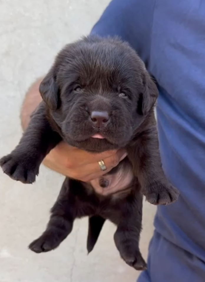 Labrador retriver, vrhunski čokoladni štenci