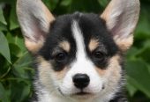 Velski korgi/Welsh Corgi Pembroke