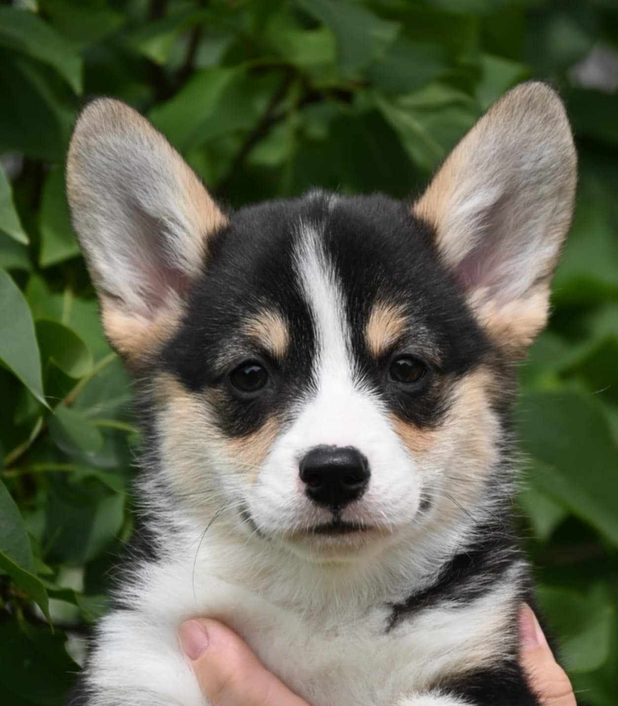 Velski korgi/Welsh Corgi Pembroke