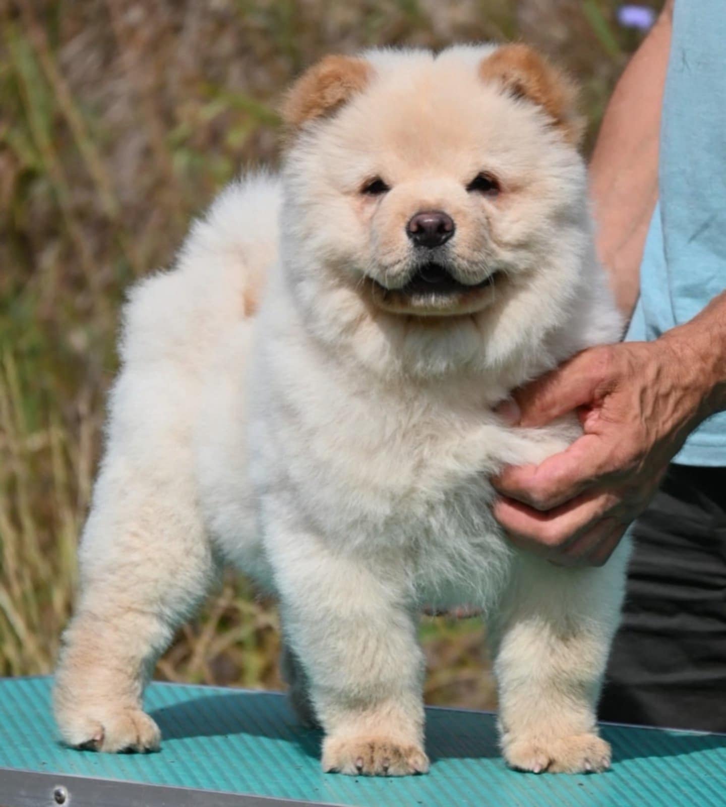 Chow Chow Cau Cau Čau Čau