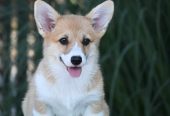 Velski korgi/Welsh Corgi Pembroke