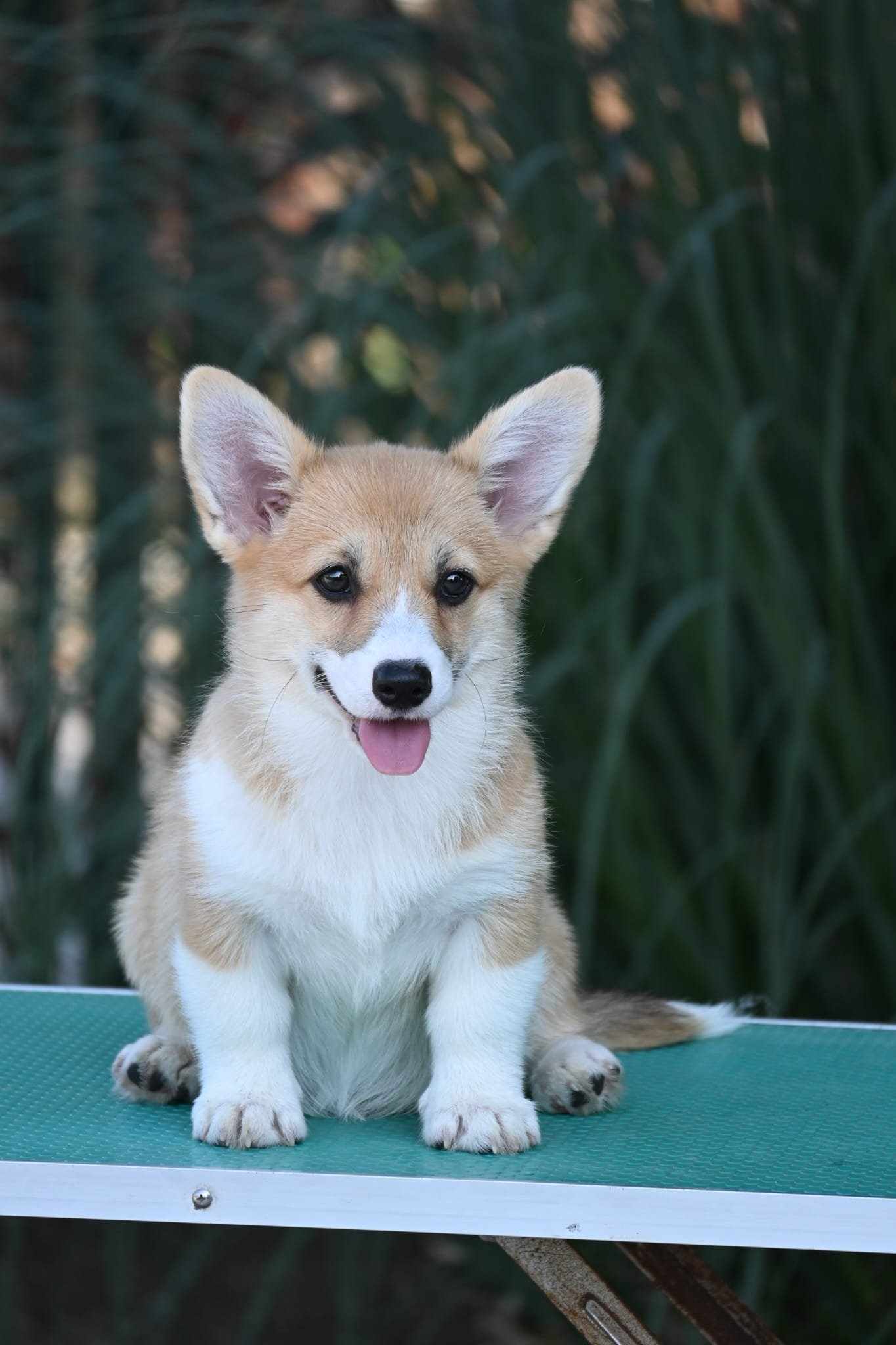 Velski korgi/Welsh Corgi Pembroke