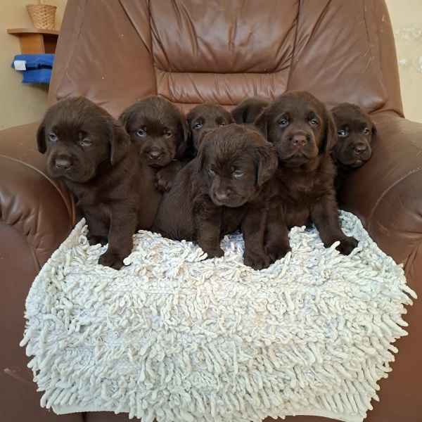 Labrador retriver štenci braon boje