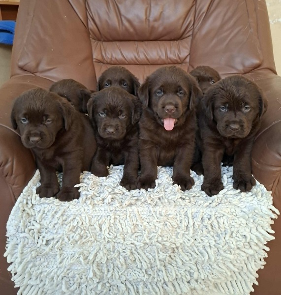 Labrador retriver štenci braon boje