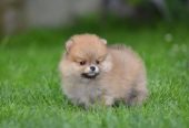 Pomeranski spic prelepog krzna