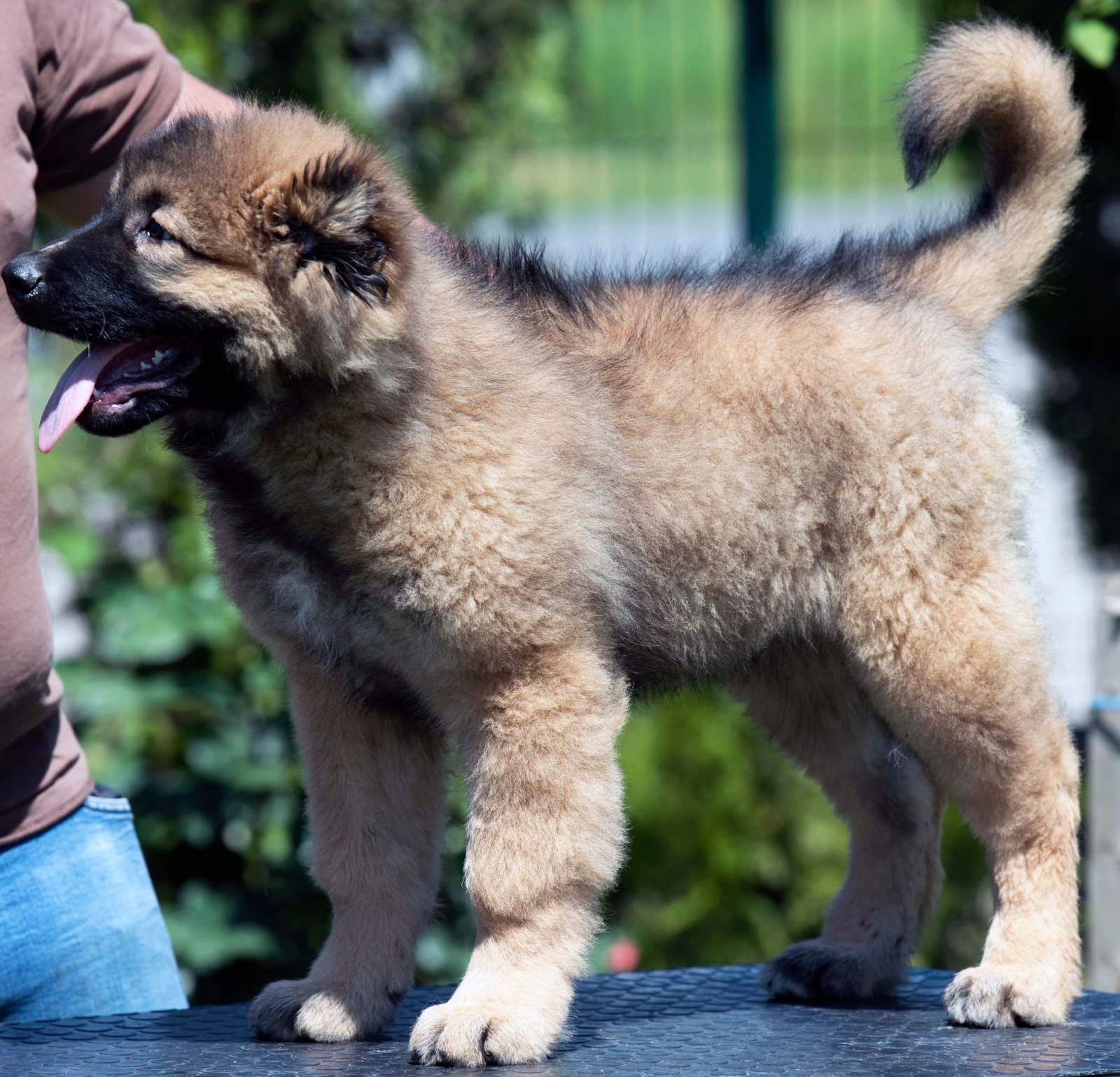 Kavkaski ovčar prelepi štenci
