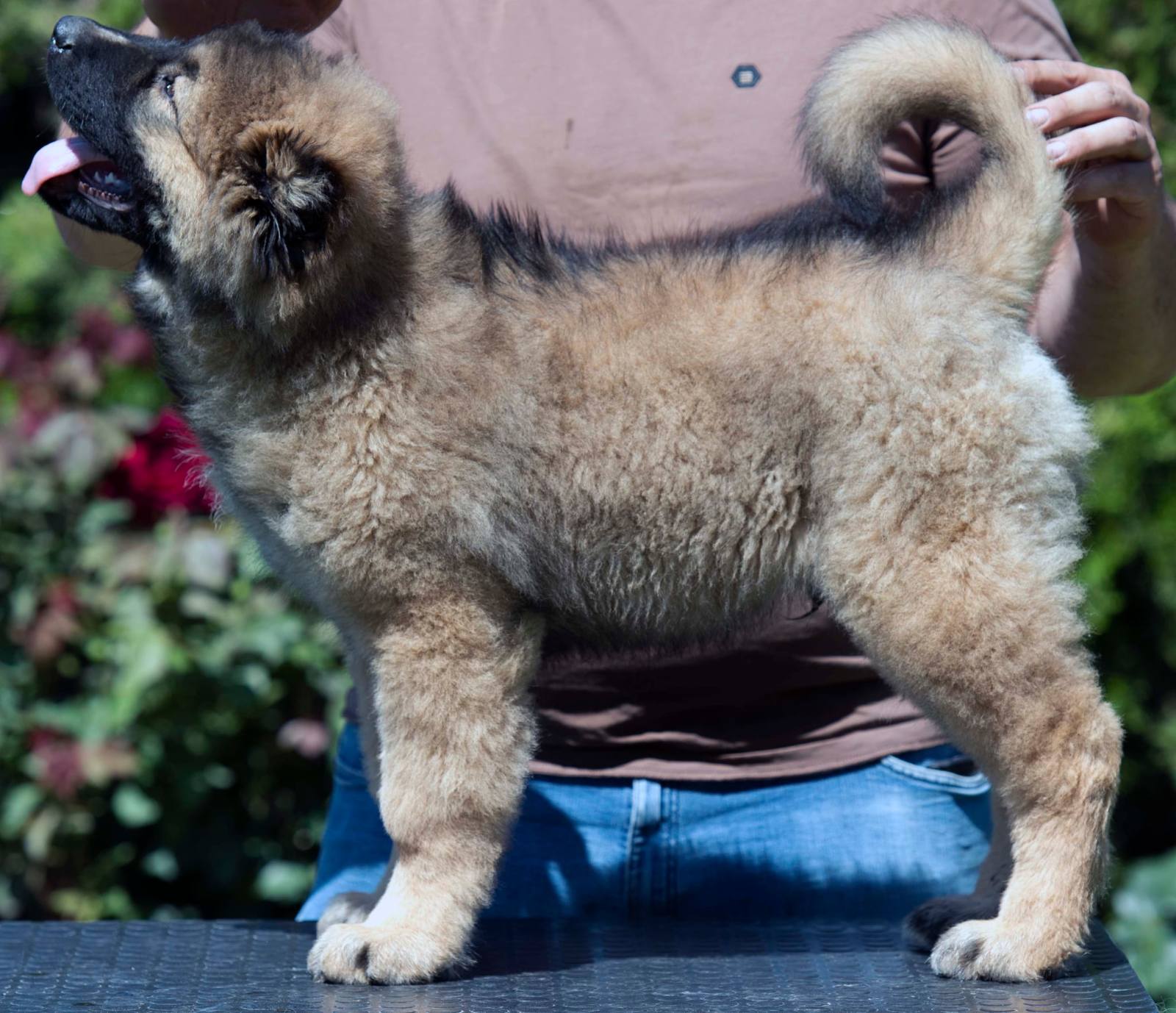 Kavkaski ovčar prelepi štenci