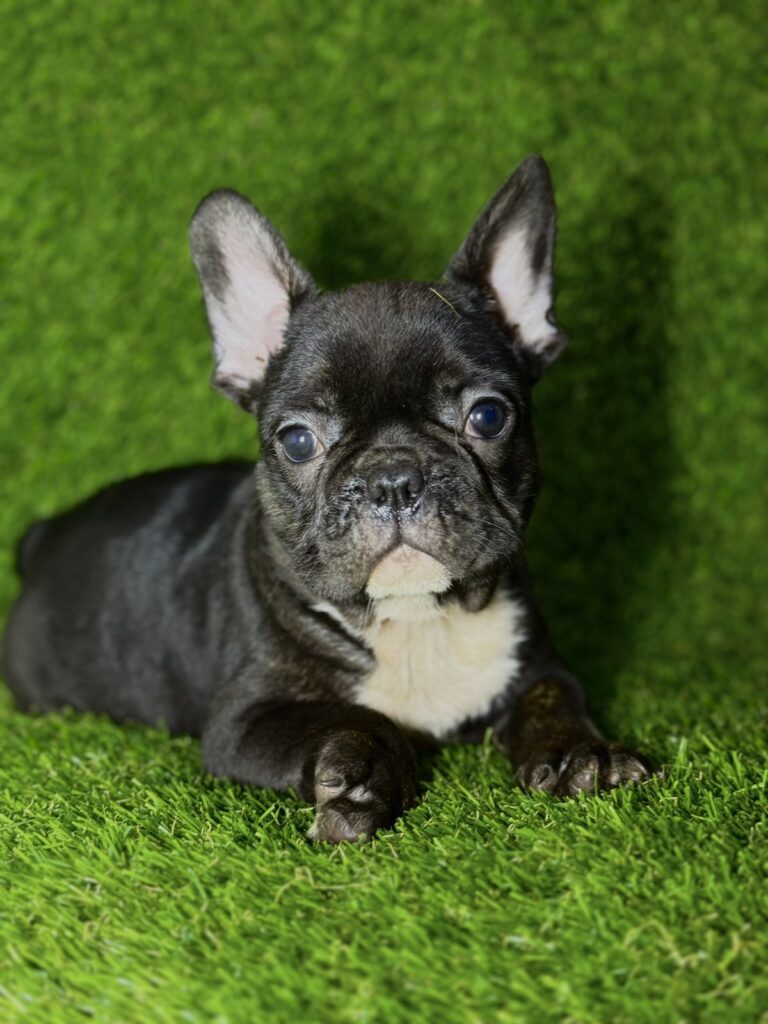 Francuski Buldog prelepi štenci