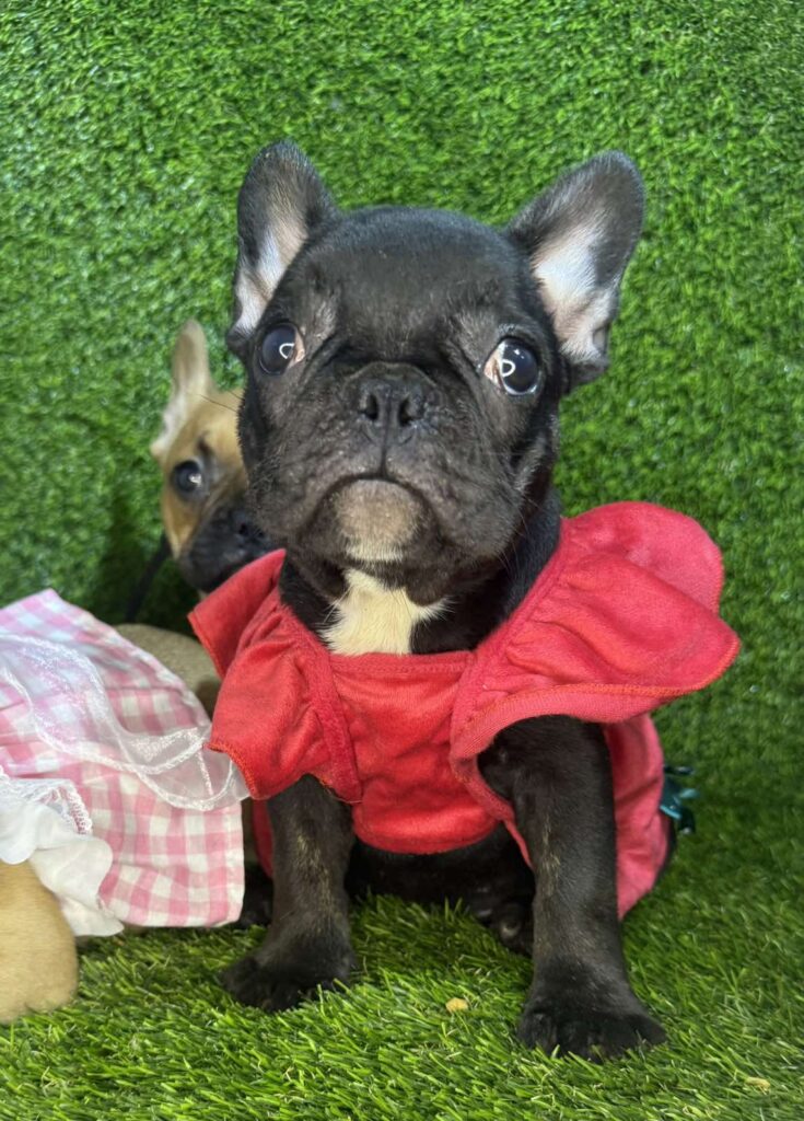 Francuski Buldog prelepi štenci