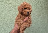 Crvene mini pudle