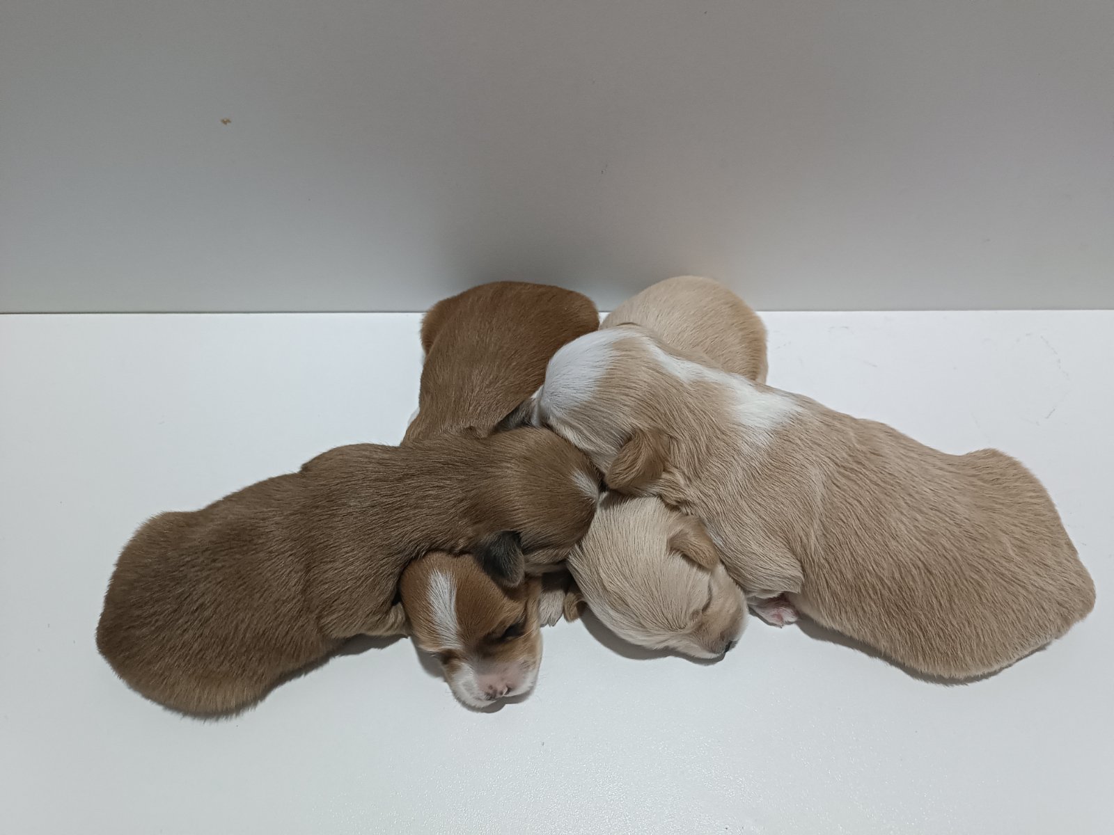 Havanski bišon štenci