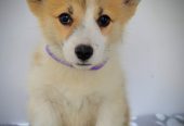 Velški Corgi Pembrok prelepi štenci