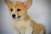 Velški Corgi Pembrok prelepi štenci