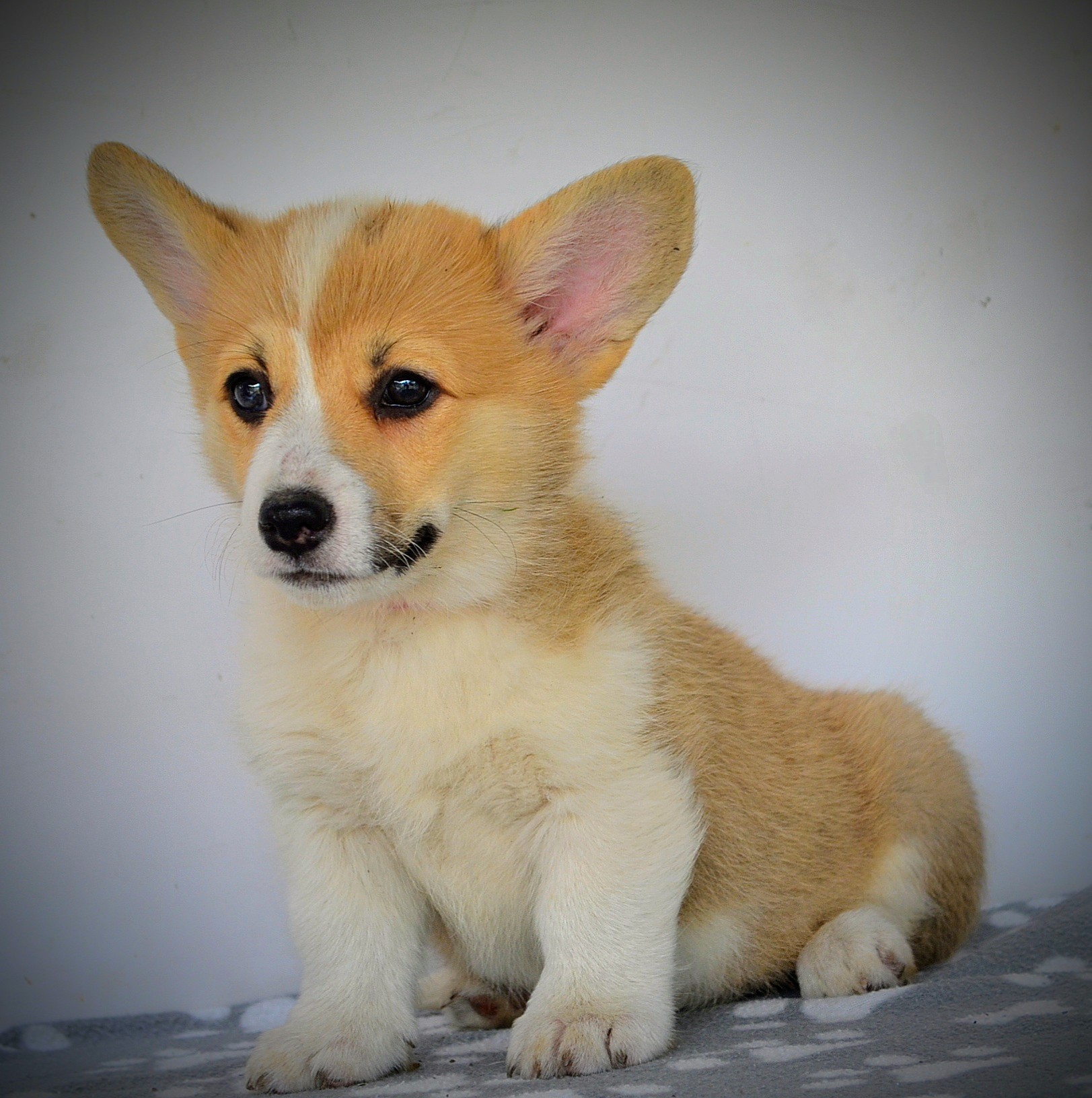 Velški Corgi Pembrok prelepi štenci