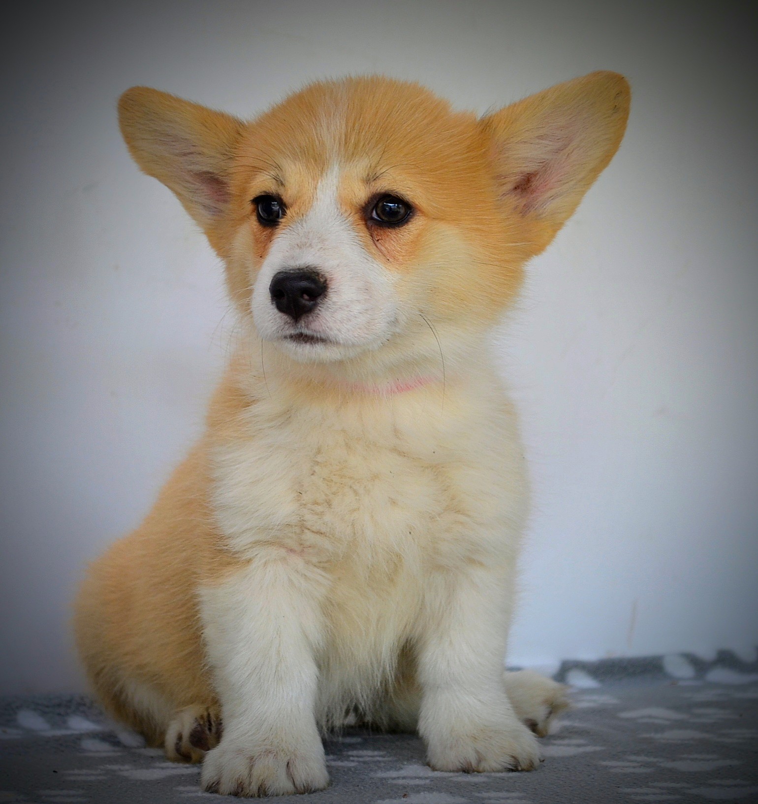 Velški Corgi Pembrok prelepi štenci
