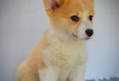 Velški Corgi Pembrok prelepi štenci