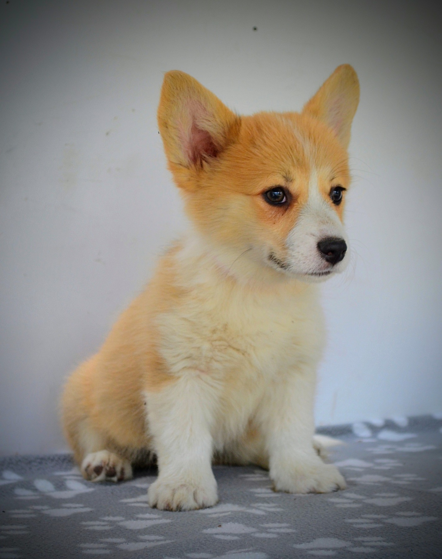 Velški Corgi Pembrok prelepi štenci