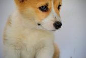 Velški Corgi Pembrok prelepi štenci
