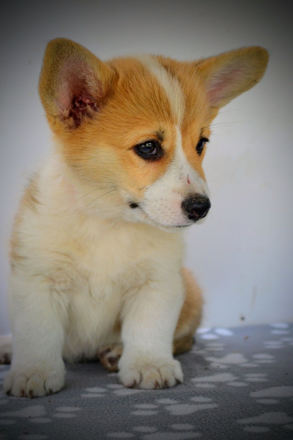 Velški Corgi Pembrok prelepi štenci