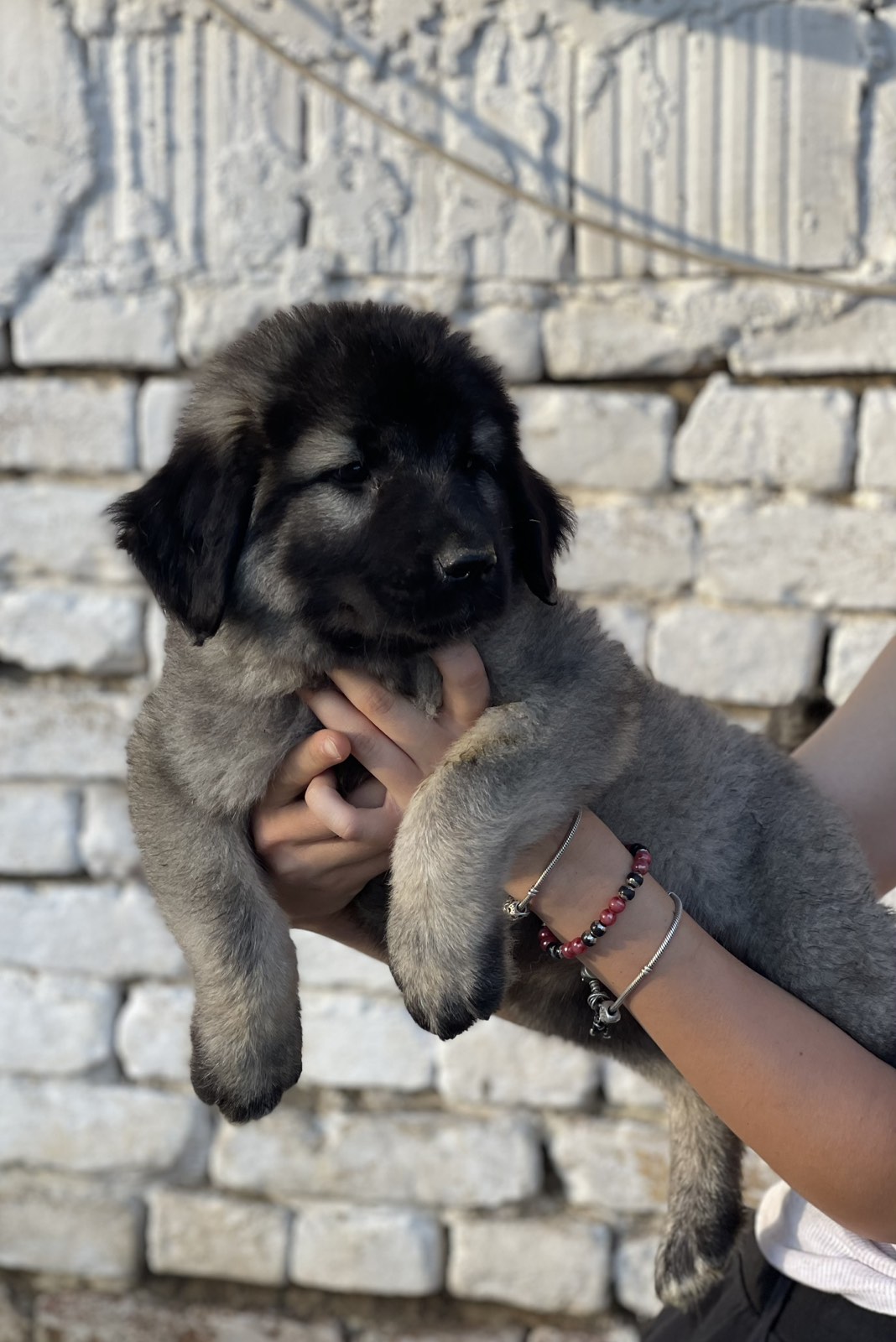 Kavkaski ovčar štenci