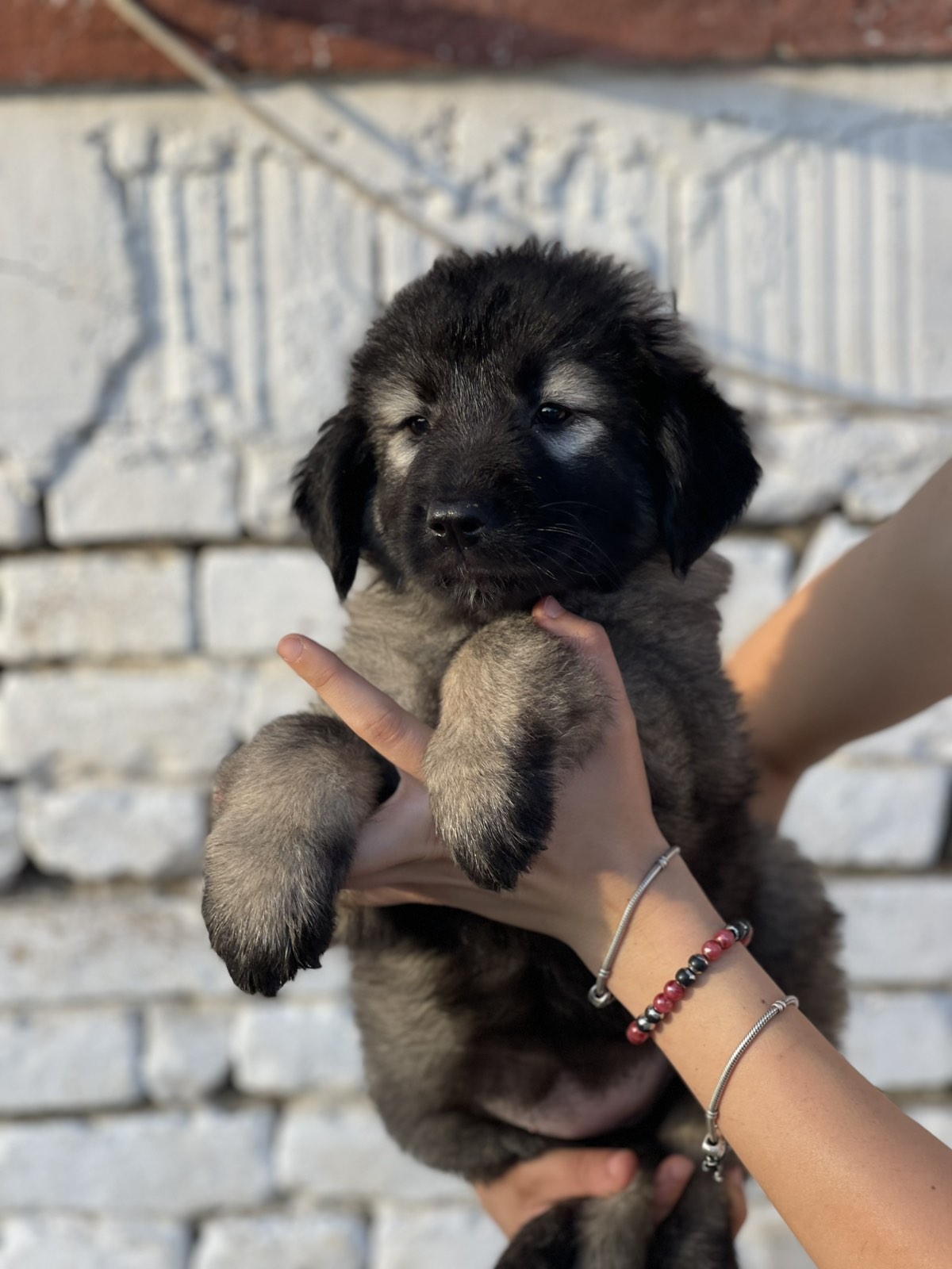 Kavkaski ovčar štenci