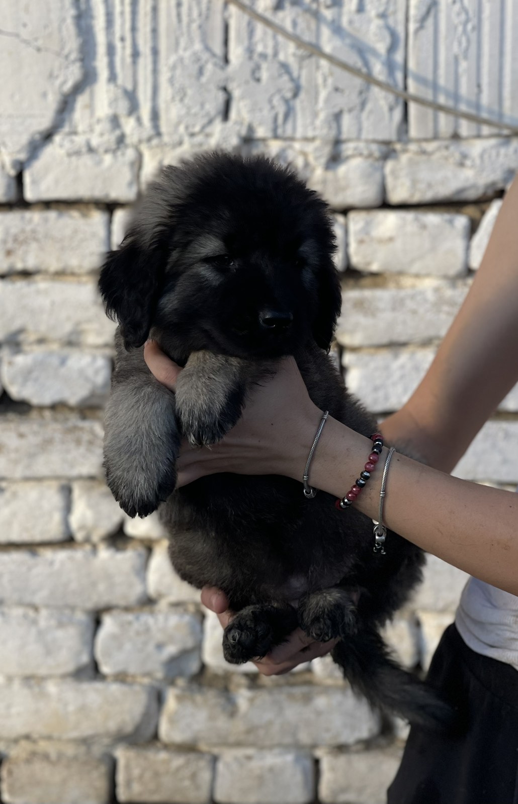 Kavkaski ovčar štenci